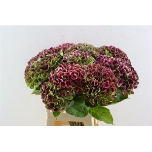 Hydr Magical Amathyste 70cm