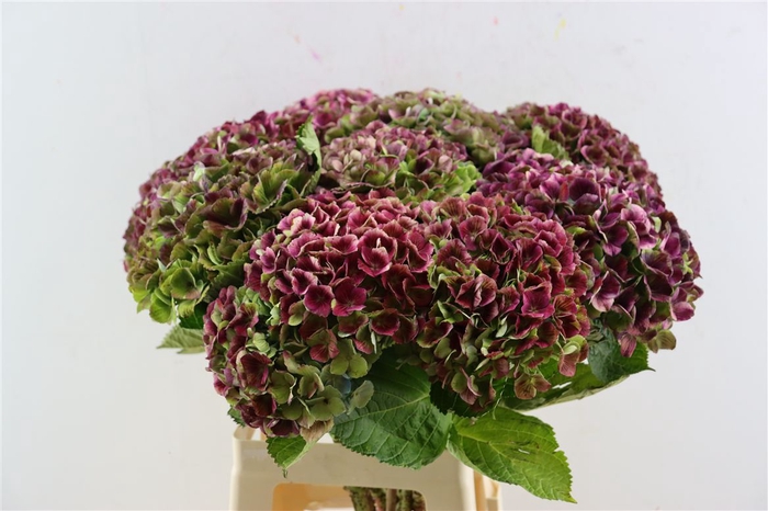<h4>Hydr Magical Amathyste 70cm</h4>