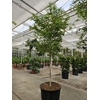 Overig planten