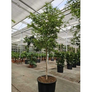 Overig planten