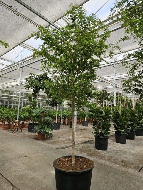Overig planten
