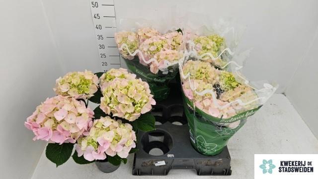 <h4>HYDR M MONTREAL</h4>