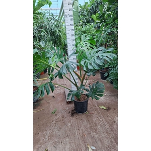 Monstera deliciosa