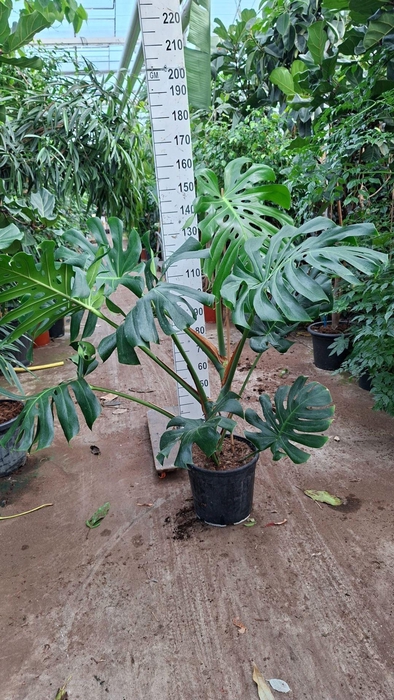 <h4>Monstera deliciosa</h4>