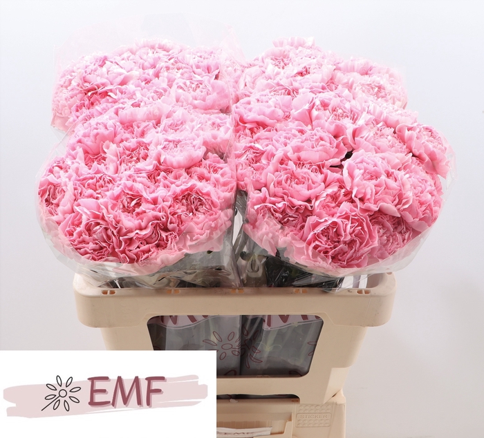 <h4>Di St Julia</h4>