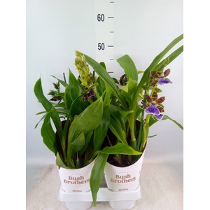 Zygopetalum  'Louisendorf'