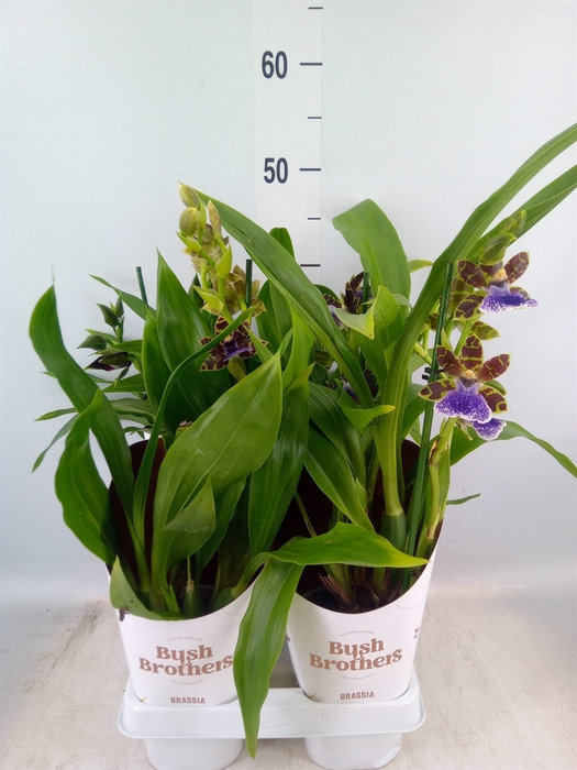 <h4>Zygopetalum  'Louisendorf'</h4>