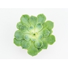 ECHEVERIA PEACOK P11