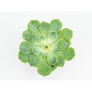 ECHEVERIA PEACOK P11