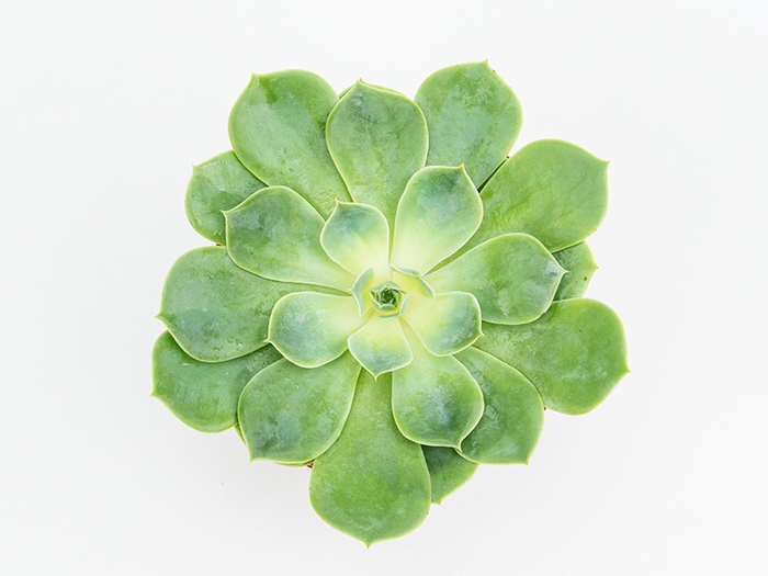 ECHEVERIA PEACOK P11