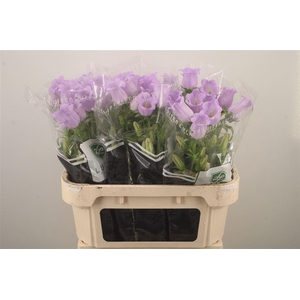 Campanula Med Champ Lavendel
