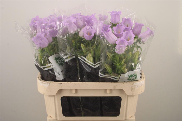<h4>Campanula Med Champ Lavendel</h4>