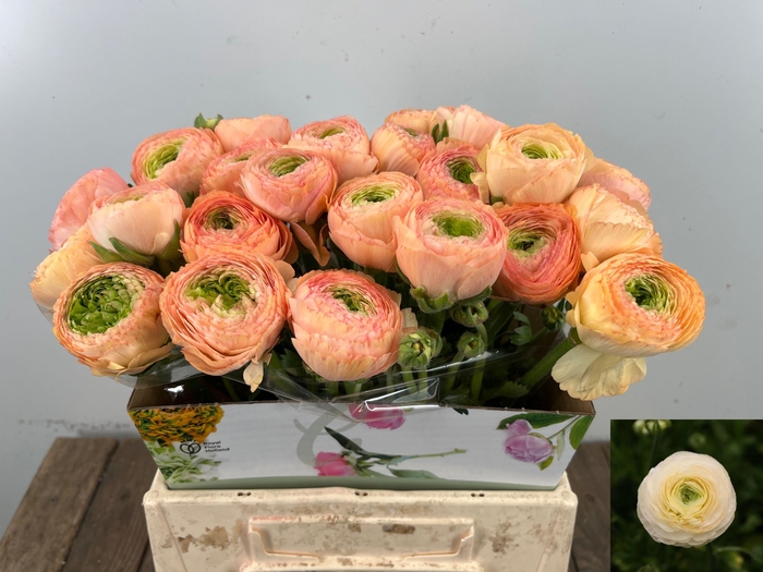 <h4>RAN SU GRAND PASTEL</h4>