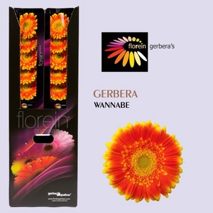 Gerbera Wannabe Aquabox