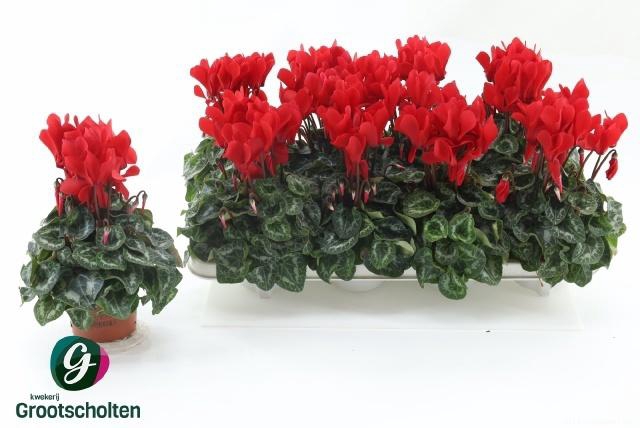 <h4>CYCL MD SUP ALLURE</h4>