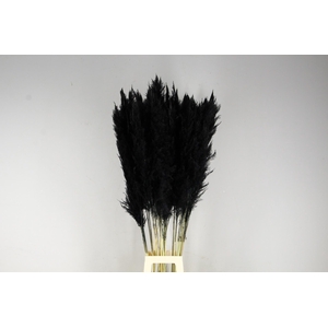 DF Pampas 130cm Black