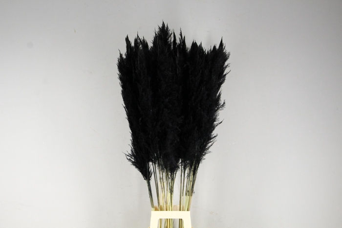 <h4>DF Pampas 130cm Black</h4>