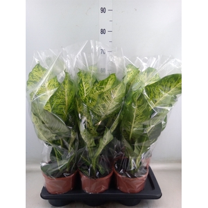 Dieffenbachia  'Mars'