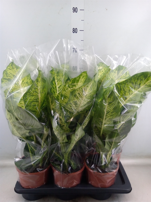 <h4>Dieffenbachia  'Mars'</h4>