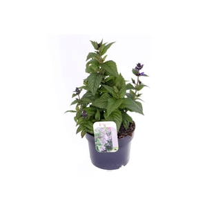 Nepeta Neptune