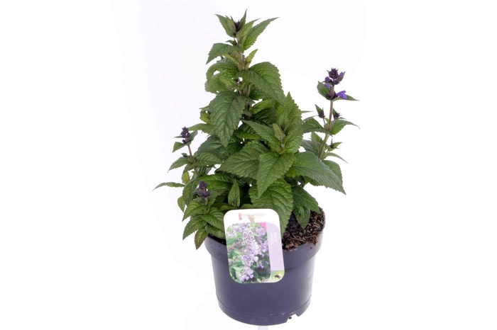 <h4>Nepeta Neptune</h4>