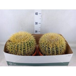Echinocactus grusonii