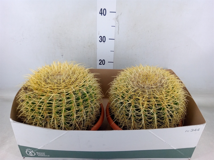 <h4>Echinocactus grusonii</h4>