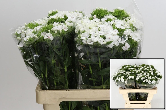 <h4>DI BARB DUKE BRE</h4>