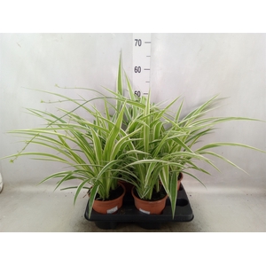 Chlorophytum com. 'Variegatum'