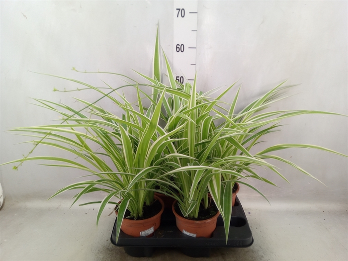 <h4>Chlorophytum com. 'Variegatum'</h4>