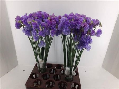 <h4>Lathyrus Lavendel</h4>