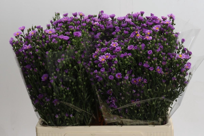 <h4>Aster Casarosa</h4>