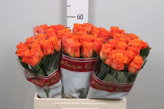 <h4>R Gr Orange Wave</h4>
