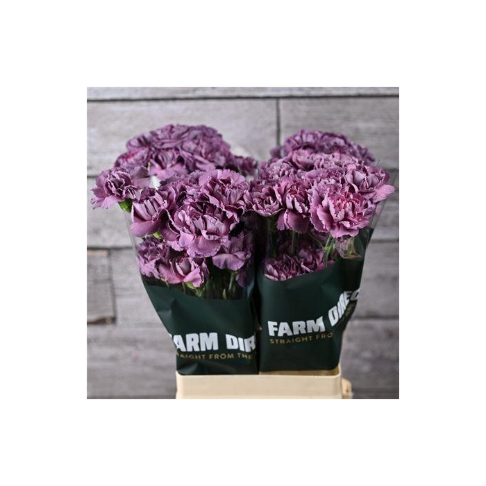 <h4>Di St Hypnosis</h4>