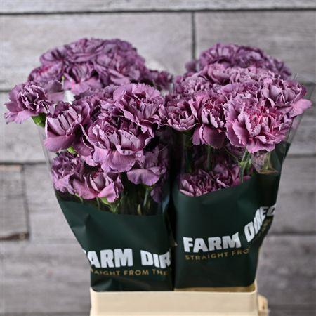 <h4>Di St Hypnosis</h4>