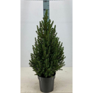 PICEA GL CONICA