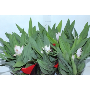 CURCUMA P15