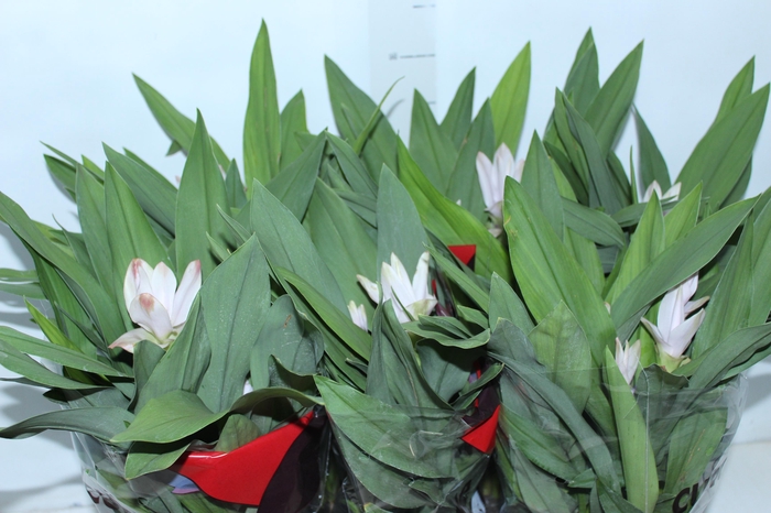 <h4>CURCUMA P15</h4>