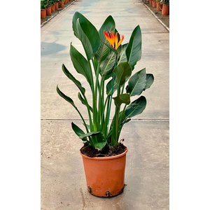Strelitzia reginae