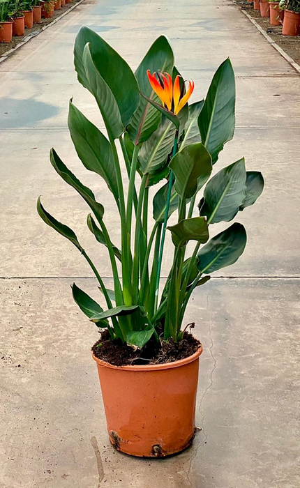 <h4>Strelitzia reginae</h4>