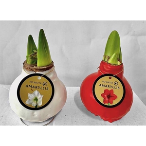 Hippeastrum Waxz mix