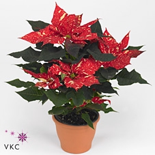 Euphorbia pulc. 'Primero Glitter'