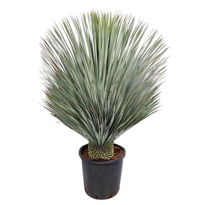 Yucca Rostrata