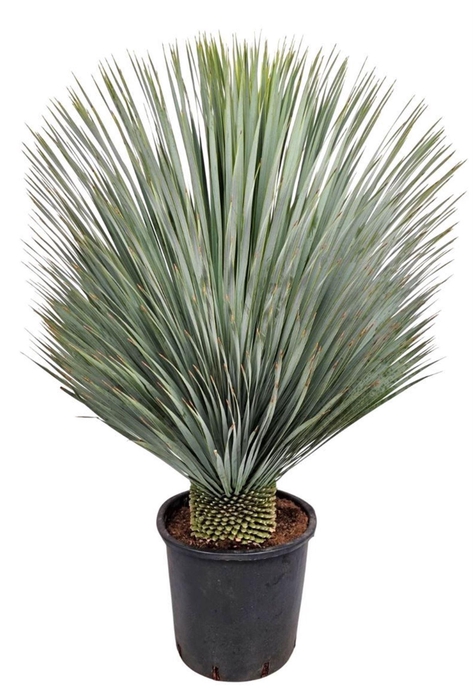 Yucca Rostrata