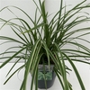 Carex 'Ice Dance'