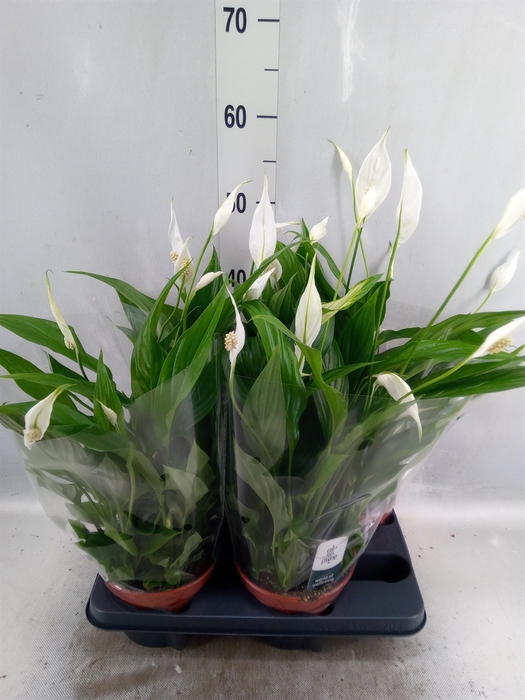 <h4>Spathiphyllum  'Pearl Cupido'</h4>