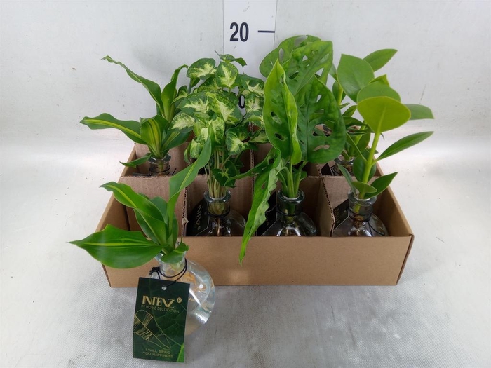 <h4>Planten  ..mix</h4>