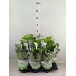 Epipremnum pinn.   HG