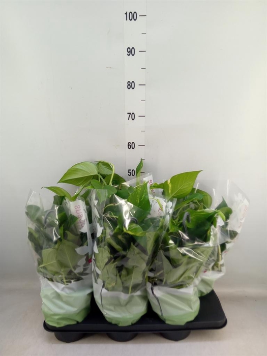 <h4>Epipremnum pinn.   HG</h4>