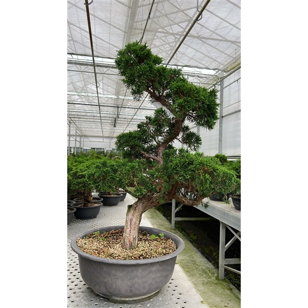 <h4>Juniperus chinensis, 30cm., in trainingspot</h4>